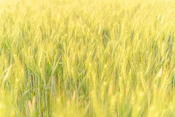 Fresh wheat plants growing in a field during springtime by Sjoerd van der Wal Photography