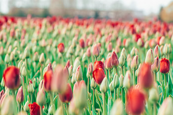Tulipfield