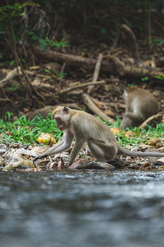 Les singes de Khao Sok : habitants ludiques de la forêt tropicale thaïlandaise