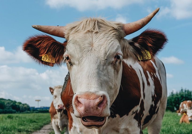 Smiling cow van Karin vanBijlevelt
