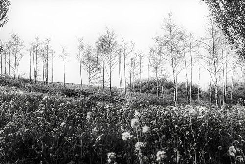 Jonge bomen in het voorjaar staan tussen hun afgezaagde takken