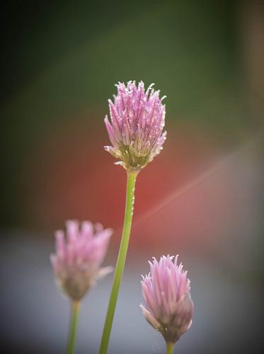 trio van bieslook bloemetjes