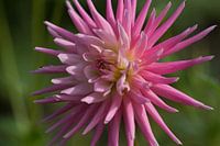 Spider Dahlia