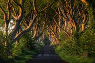 Dark Hedges (Co. Antrim, Northern Ireland) by Niko Kersting thumbnail