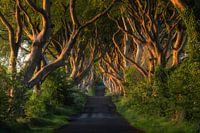 Dark Hedges (Co. Antrim, Northern Ireland)