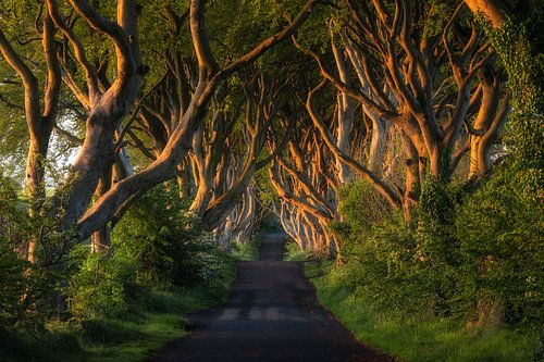 Dark Hedges (Co. Antrim, Noord-Ierland)