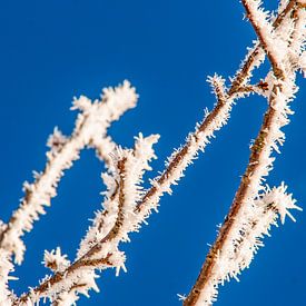 Mûr sur les branches dénudées. sur Jan Fritz