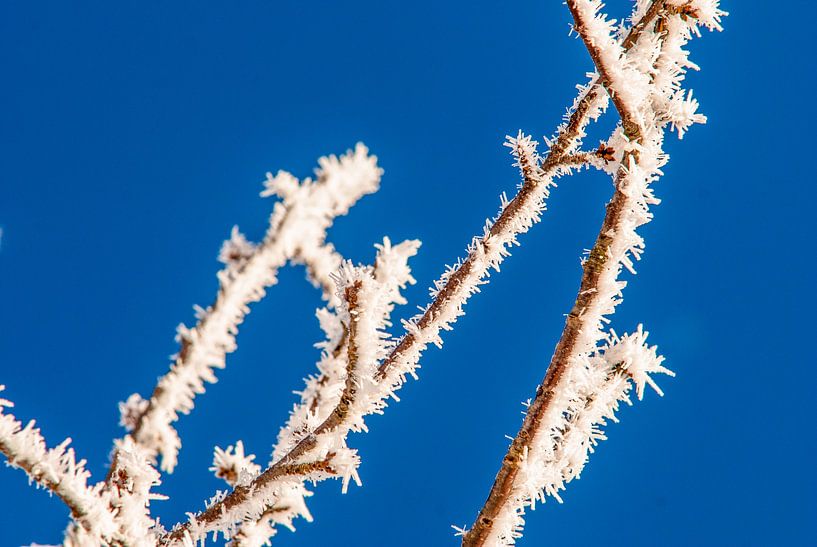 Ripe on bare branches. by Jan Fritz