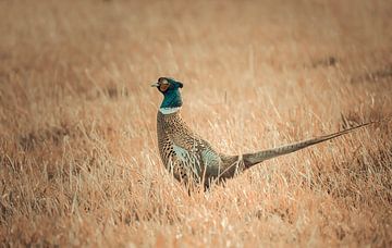 Fazant in grasveld van bart dirksen