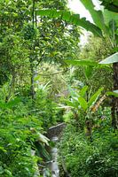 Into the tropical green
