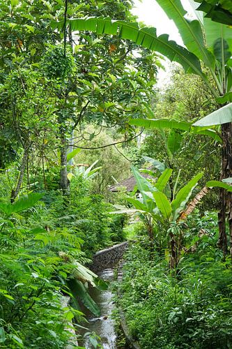 Dans le vert tropical