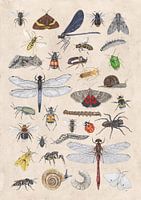 C'est plein d'insectes.