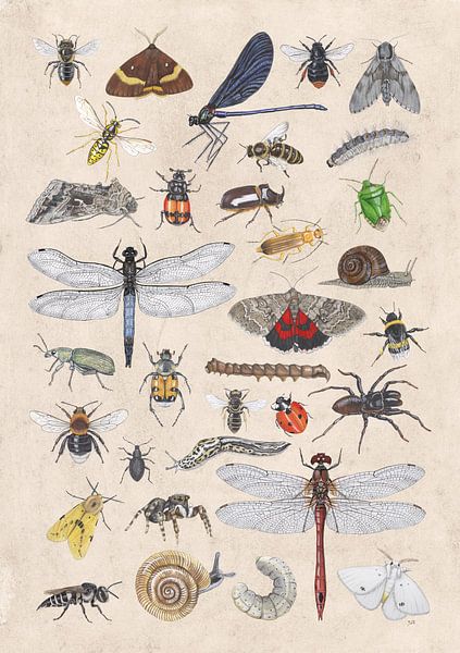 C'est plein d'insectes. par Jasper de Ruiter