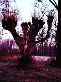 Weinender Baum von Rex Quintyn