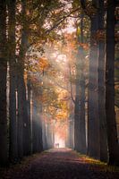 Autumn walk