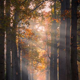 Herbstlicher Spaziergang von Mark Bonnenberg