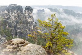 Nebel im Nationalpark Sächsische Schweiz von Holger W. Spieker