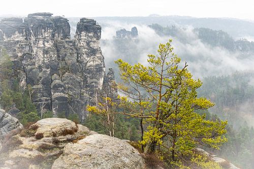 Mist in Nationaal Park Sächsische Schweiz