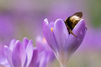 Krokus duik