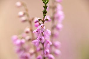 Pastellfarben von Heidekraut, Natur | Fine Art Photo von Karijn | Fine art Natuur en Reis Fotografie