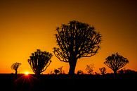 Tube tree during sunset by Antwan Janssen thumbnail