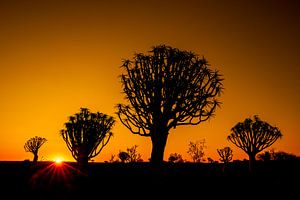 Rohrbaum bei Sonnenuntergang
