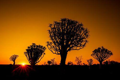 Kokerboom tijdens zonsondergang