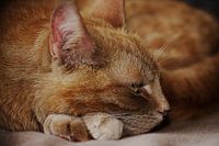 Rode kat / Red cat