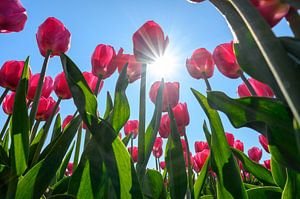 Tulpenveld in de zon, het zonnetje schijnt tussen de tulpen door als een sterretje.