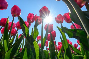 Tulpenveld in de zon, het zonnetje schijnt tussen de tulpen door als een sterretje. van Michel Knikker