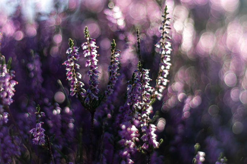 Heather by Marjolein Albregtse