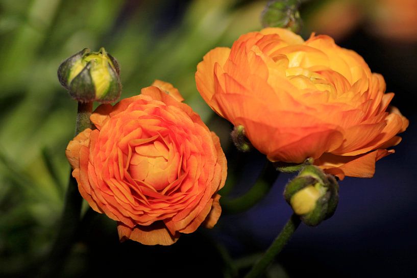 Ranonkel by Jolanta Mayerberg