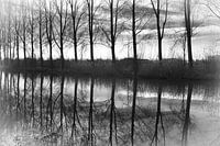 Ligne d'arbres