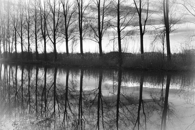 Row of trees by RM Photographics
