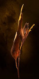 Casplantjes - Autumn Leaf van Cas Slagboom