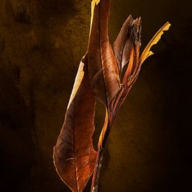 Casplantjes - Autumn Leaf van Cas Slagboom