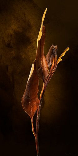 Casplantjes - Autumn Leaf