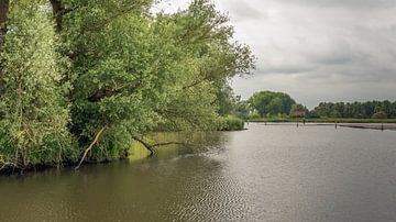Bomen in de Brabantse Biesbosch van Ruud Morijn