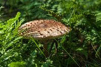 Mushroom in the forest