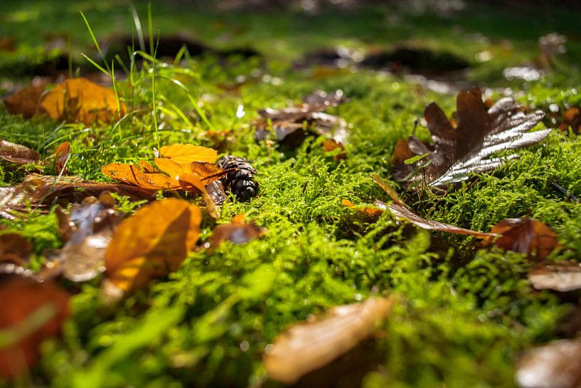 Tapis vert avec couleurs d'automne par Fotografiecor .nl
