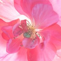 Pink poppy