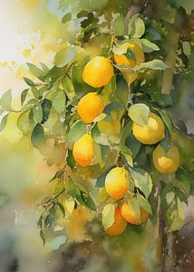 Citronnier