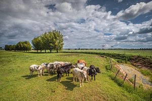 Kühe im Polder