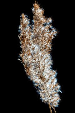 Behaarter Rohrkolben