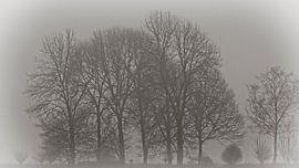 Bare trees in the fog by Sjoerd van Staveren