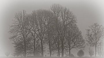 Bare trees in the fog by Sjoerd van Staveren