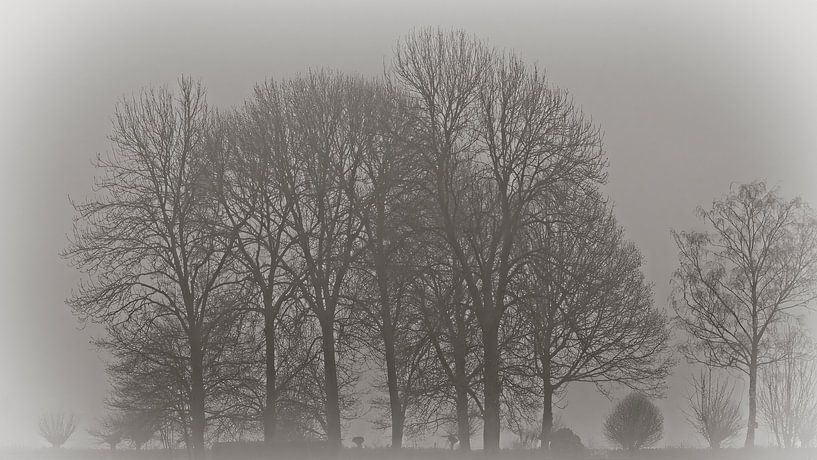 Bare trees in the fog by Sjoerd van Staveren