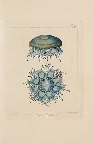Memorie sulla Storia e Notomia - Stefano Delle Chaie, 1823 - Collectie Teylers Museum