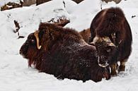 Un groupe de bœufs musqués poilus gît dans la neige, animaux du grand nord. par Michael Semenov Aperçu