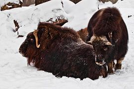 A group of hairy musk oxen lies in the snow, animals of the far north. by Michael Semenov